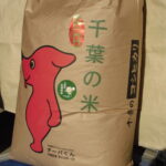 コシヒカリ